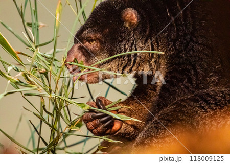 cute wild bear cuscus aulirops ursinus arboreal against blure background. cute wild bear cuscus aulirops ursinus arboreal against blure background. 118009125