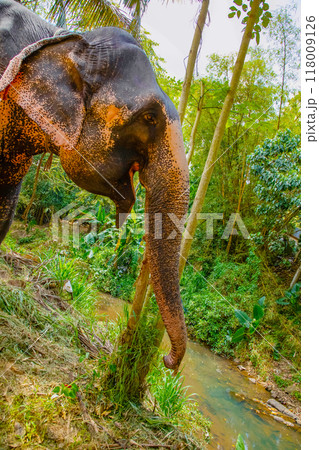large Asian elephant with specific skin color, 118009126