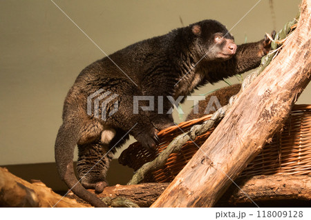 cute wild bear cuscus aulirops ursinus arboreal against blure background. cute wild bear cuscus aulirops ursinus arboreal against blure background. 118009128