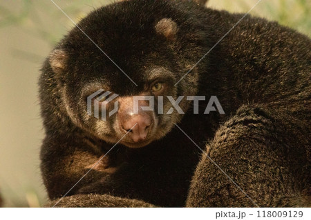 cute wild bear cuscus aulirops ursinus arboreal against blure background. cute wild bear cuscus aulirops ursinus arboreal against blure background. 118009129