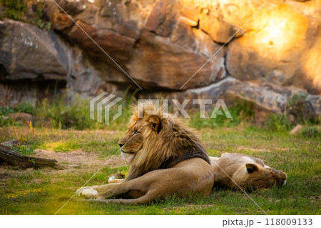Pair adult Lions playing in zoological garden 118009133