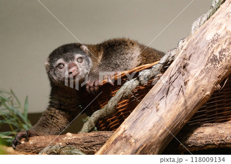 cute wild bear cuscus aulirops ursinus arboreal 118009134