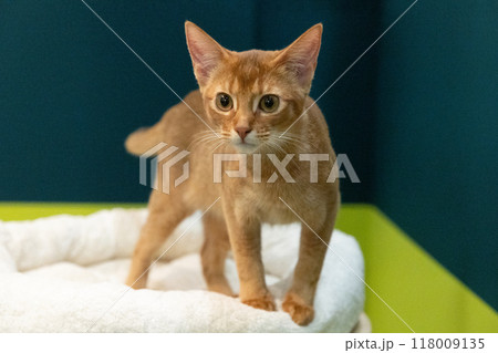 Close-up portrait of a domestic cat 118009135
