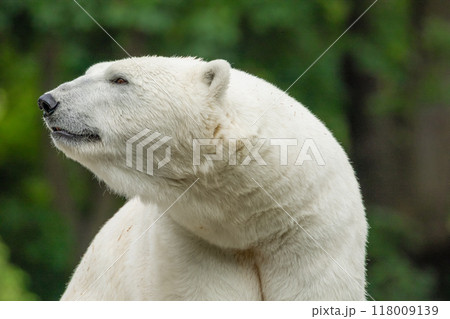 Polar Bear takes a rest Polar Bear takes a rest 118009139