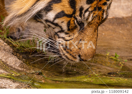 Tiger cubs playing with his mother,sumatra tiger Panthera tigris 118009142