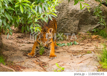 Sumatran tiger family with two little cubs 118009145