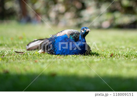 Peacock at Waldstein Garden and baroque Wallenstein Palace in Mala Strana district in Prague, Czechia 118009151