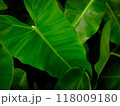 Philodendron leaves close up on background. 118009180