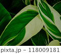 West Indian arrowroot for background. 118009181