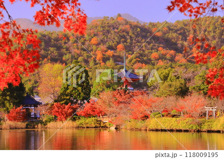 大覚寺（京都市右京区）大沢池と心経宝塔周辺庭園の紅葉 118009195