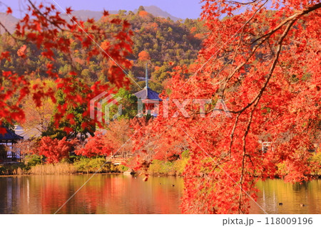 大覚寺(京都市右京区)大沢池と心経宝塔周辺庭園の紅葉 大覚寺(京都市右京区)大沢池と心経宝塔周辺庭園の紅葉 118009196