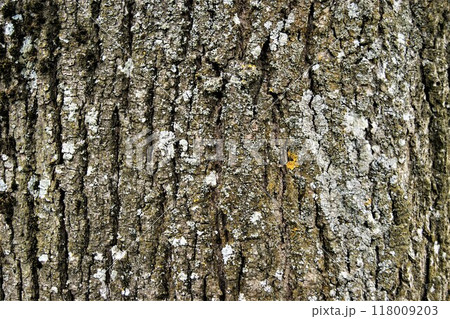 Linden tree bark. Tree trunk close-up. 118009203