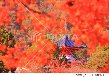 大覚寺(京都市右京区)心経宝塔周辺庭園の紅葉 大覚寺(京都市右京区)心経宝塔周辺庭園の紅葉 118009212
