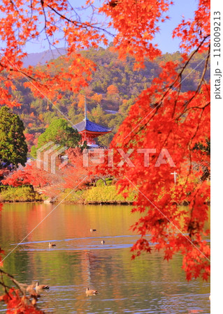 大覚寺（京都市右京区）大沢池と心経宝塔周辺庭園の紅葉 118009213