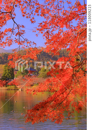 大覚寺(京都市右京区)大沢池と心経宝塔周辺庭園の紅葉 大覚寺(京都市右京区)大沢池と心経宝塔周辺庭園の紅葉 118009215