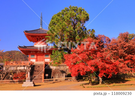 大覚寺（京都市右京区）心経宝塔周辺庭園の紅葉 118009230