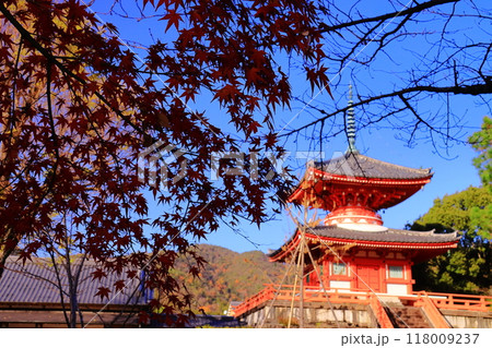 大覚寺（京都市右京区）心経宝塔周辺庭園の紅葉 118009237