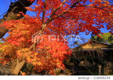 大覚寺(京都市右京区)望雲亭庭園の紅葉 大覚寺(京都市右京区)望雲亭庭園の紅葉 118009239