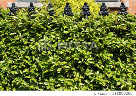Decorative fence in the backyard garden. A black metal fence is overgrown. Decorative fence in the backyard garden. A black metal fence is overgrown. 118009260