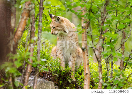 Wild Eurasian lynx in lush Scandinavian forest showcasing the natural beauty of Norwegian wildlife Wild Eurasian lynx in lush Scandinavian forest showcasing the natural beauty of Norwegian wildlife 118009406