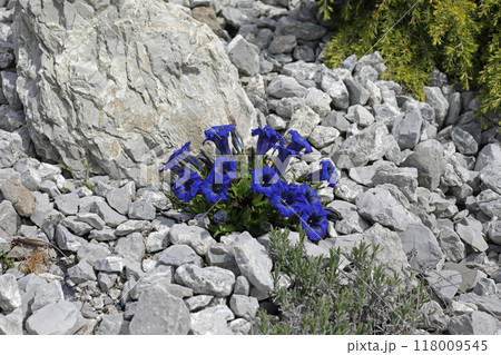 Trumpet gentian blue spring flower in the garden among the stones, beautiful blue flowers 118009545