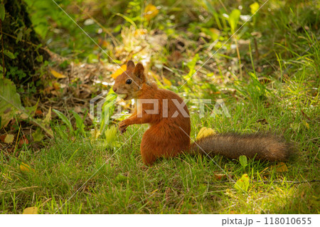 Squirrel red fur with nuts and summer forest on background Squirrel red fur with nuts and summer forest on background 118010655