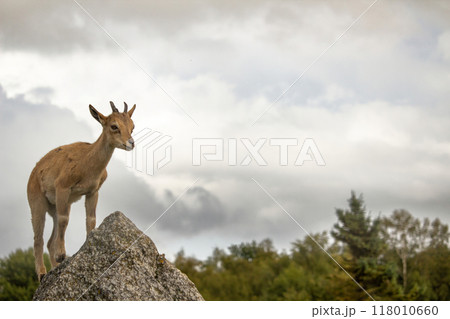 Carpa falconeri heptner. Turkmenian Markhor unique species. 118010660