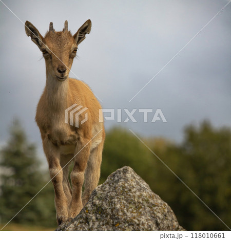 Carpa falconeri heptner. Turkmenian Markhor unique species. 118010661