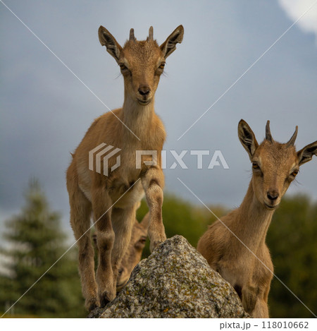 Carpa falconeri heptner. Turkmenian Markhor Young goat. 118010662
