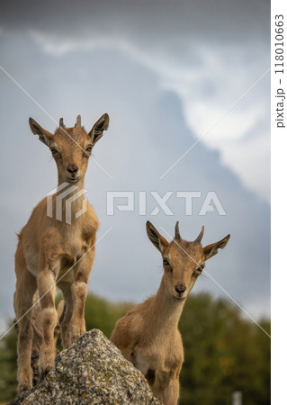 Carpa falconeri heptner. Turkmenian Markhor Young goat. 118010663