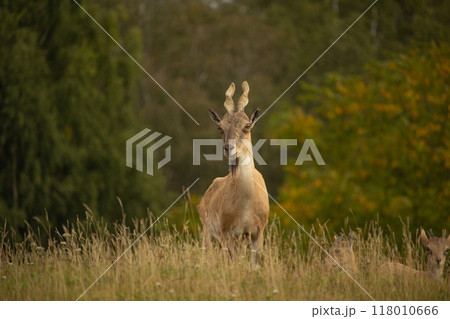 Turkmenian markhor standing on field of dry grass 118010666