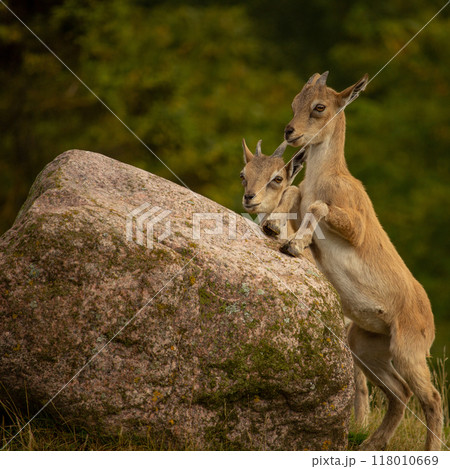 Carpa falconeri heptner. Turkmenian Markhor 118010669