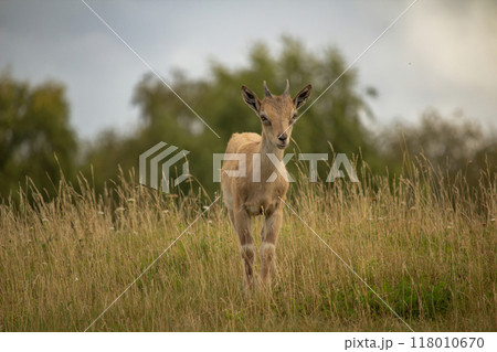 Carpa falconeri heptner. Young goat. Carpa falconeri heptner. Young goat. 118010670