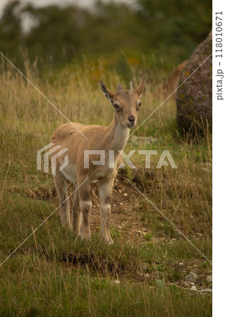 Carpa falconeri heptner. Young goat. 118010671