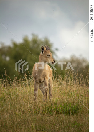 Carpa falconeri heptner. Young goat. 118010672