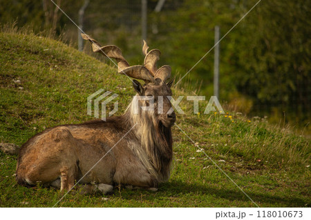 male Turkmenian markhor (Capra falconeri heptneri) 118010673