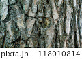 The texture of the bark of an old tree. The constituent components. The structure of the tree. 118010814