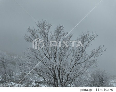 樹氷 118010870