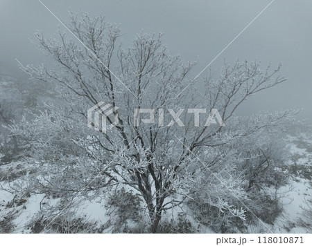 樹氷 118010871