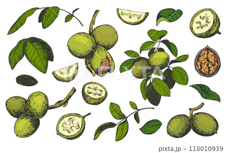 Vector walnut in color engraving technique. Unripe walnut seeds whole and halves, leaves and branches. Clipart for Nocino liqueur label. Linear ink sketch. 118010939