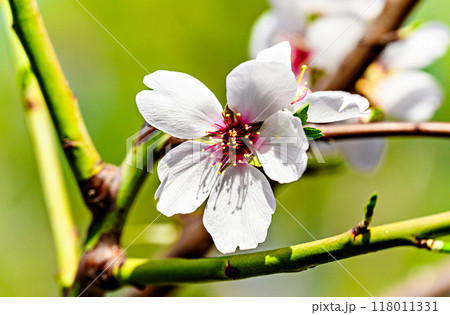 White almond tree flowers in spring. Almond fields. Selective approach White almond tree flowers in spring. Almond fields. Selective approach 118011331