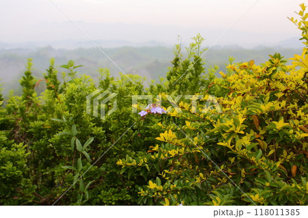 自然 天然 ナチュラル 118011385