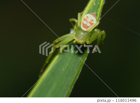 コハナグモ コハナグモ 118011496