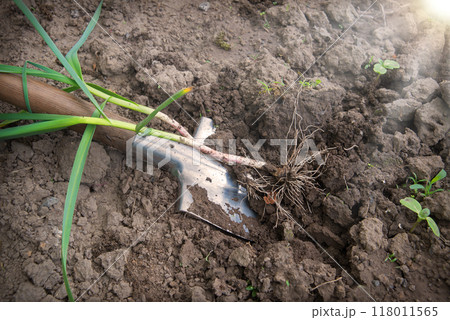 Shovel digging garlic from the soil Shovel digging garlic from the soil 118011565