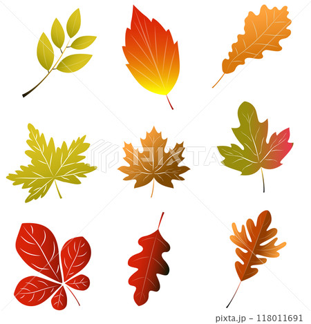 Beautiful autumn leaves for application and design of website banners. leaves from different trees oak birch or maple graphic resource. Vector illustration is a natural element for decorating and 118011691