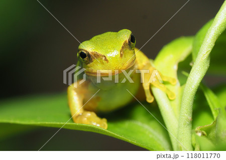 ニホンアカガエルの幼体 118011770