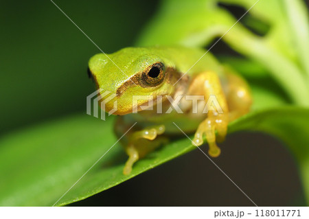 ニホンアカガエルの幼体 ニホンアカガエルの幼体 118011771