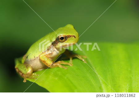 ニホンアカガエルの幼体 118011862