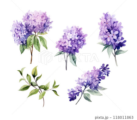 Watercolor set of lilac flowers branches isolated on white background Watercolor set of lilac flowers branches isolated on white background 118011863