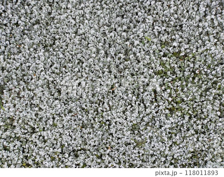 背景画 背景画 118011893